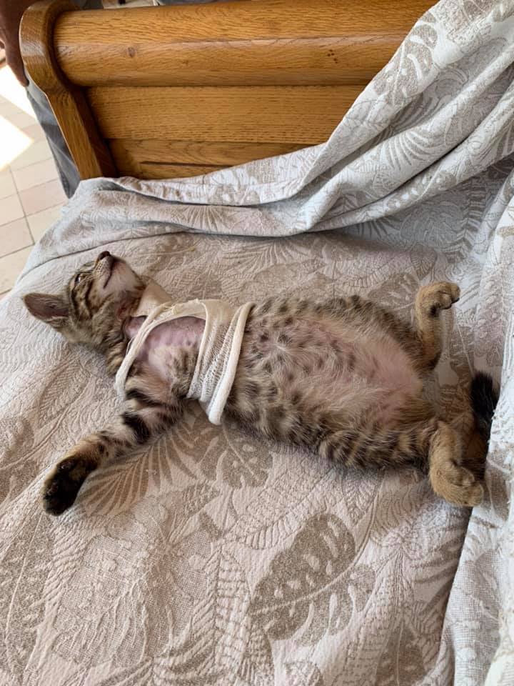 Nourrissage de chats