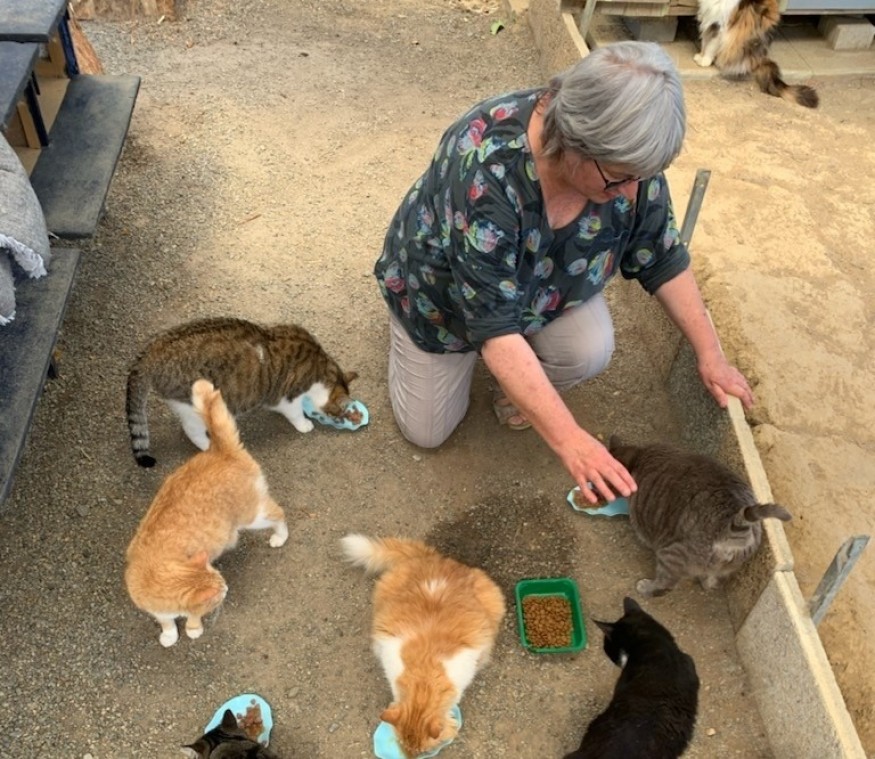 Chat sauvé par l'association